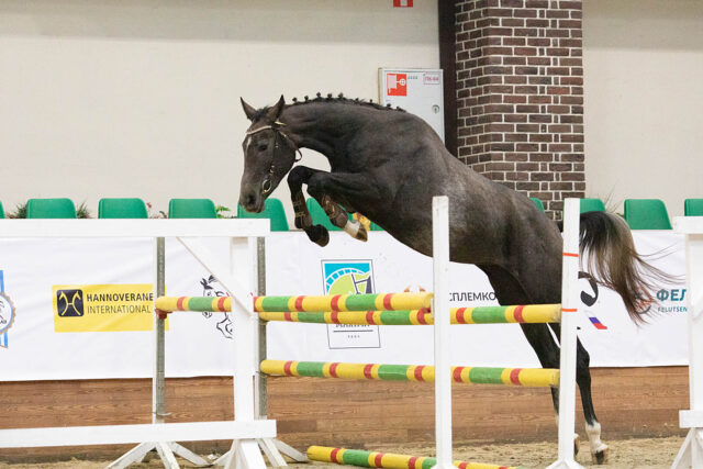 вишневская харт