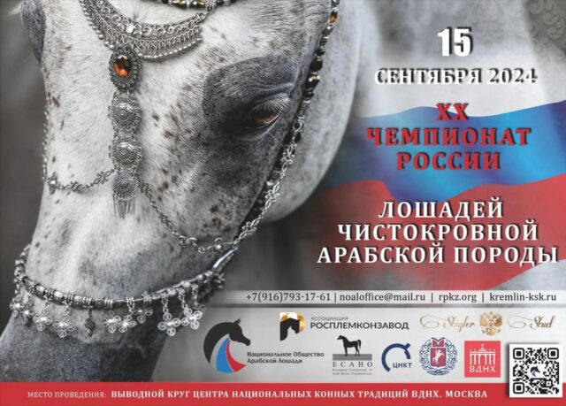 xx чемпионат лошадей чистокровной арабской породы